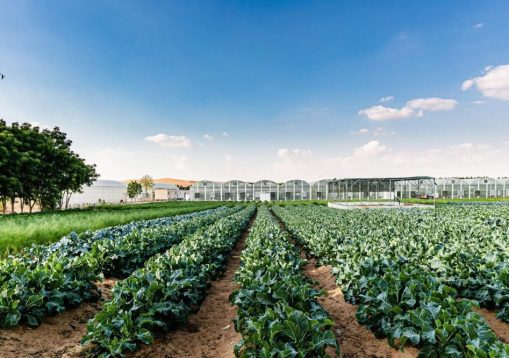 Emirates-Bio-Farm-e1643043898144